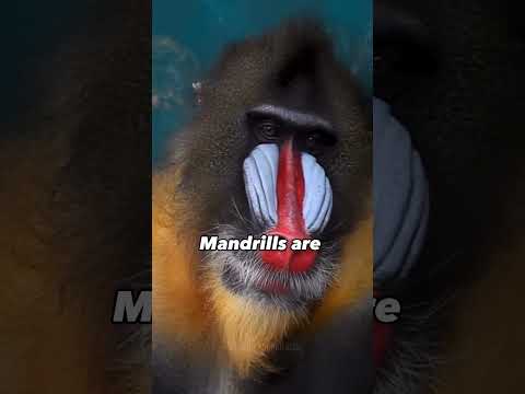 Mandrill Facts That Will Change Your Life #shorts #mandrill #animalfacts #monkey