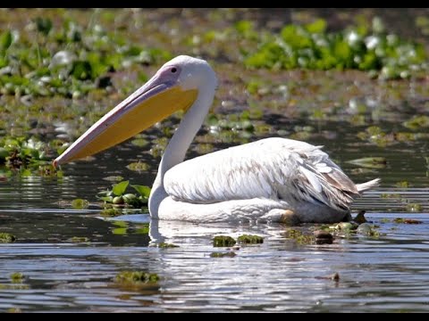 Great White Pelicans feeding in Lake Elementeita