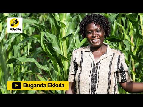 okuloota nga oli mu kasooli - Ebirooto Namakulu Gaabyo - Buganda Ekkula