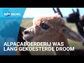 Alpaca's knuffelen in Egmond