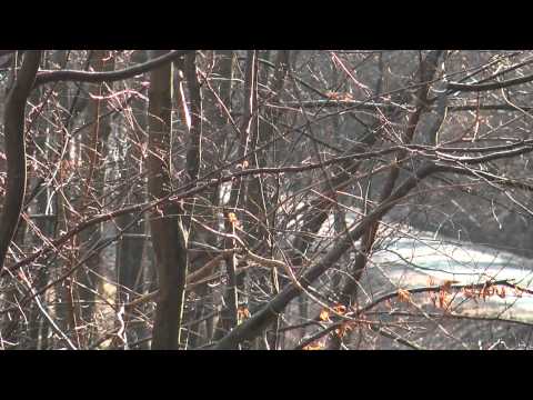 Maciek Sierka Citroen Saxo VTS - Zimowy Wyścig Samochodowy SZK Zalas - Baj 2011-02-13