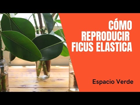 , title : 'Cómo reproducir Ficus elastica'