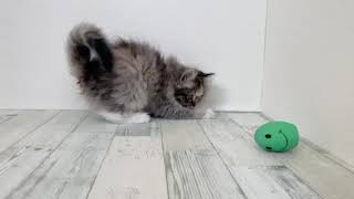 サイベリアンの動画01