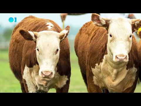 Ing. Agr. Rodrigo Fernández Abella – Sociedad Ganadera San Salvador