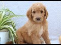 Goldendoodle dogs for sale: Tyson  - Video 1