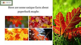 The Unique Paperbark Maple - Planting Tips And Facts