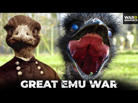 The Great Emu War: When Australia’s Army Took on a Horde of Flightless Birds… and Lost