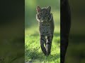 Bobcat Stalk Minute Of Wildlife Wildlifephotography