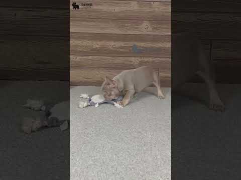 Video 1