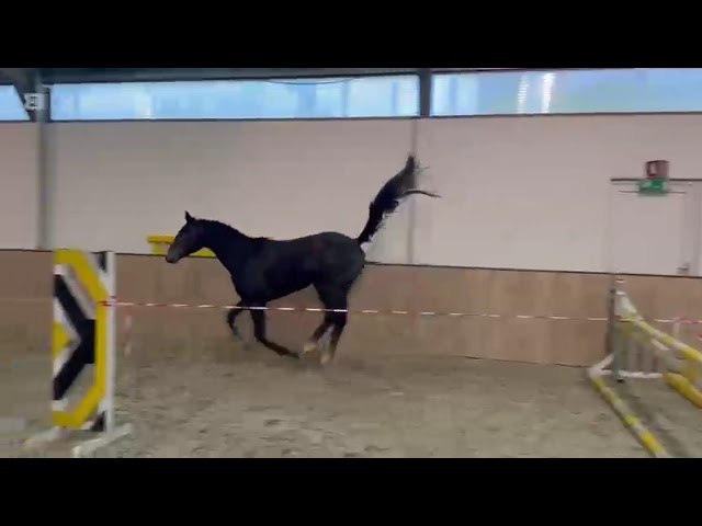 Free jump movie at home Casino (Cahil x Quinar).