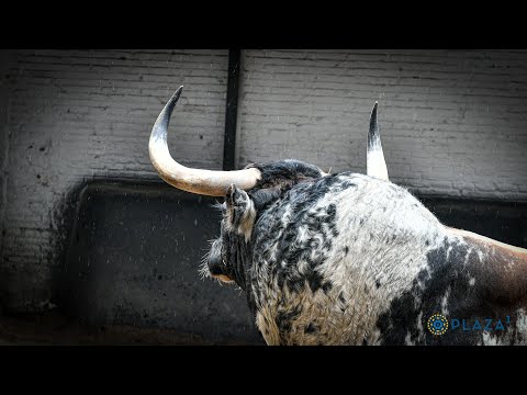 SORTEO | Desafío ganadero Partido de Resina vs Sobral