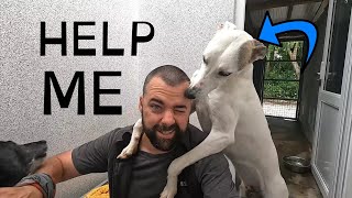 A Tale of Love and Dedication - Behind the Scenes at Limerick Animal Welfare