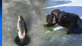 [YTN] 팔뚝만 한 송어가 '펄떡펄떡'...평창 송어축제 개막