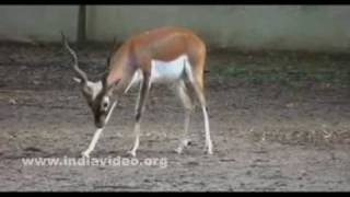 Jawaharlal Nehru Biological Park at Bokaro 