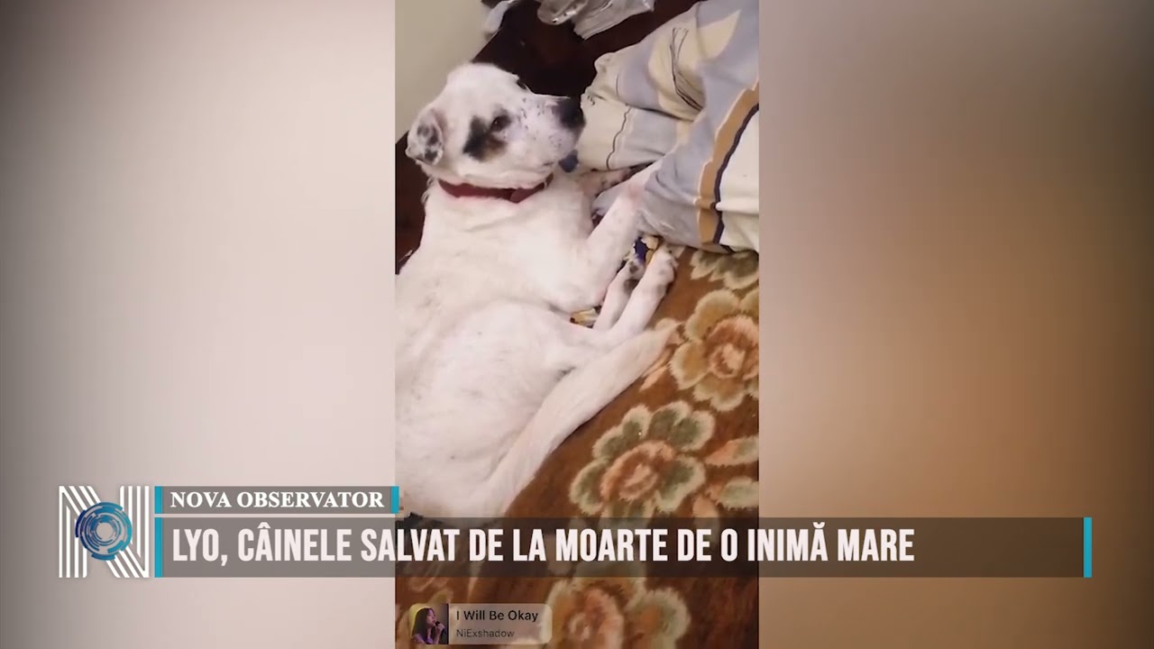 LYO, CÂINELE SALVAT DE LA MOARTE DE O INIMĂ MARE