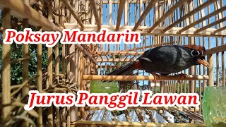 Download lagu Poksay Mandarin Panggil Lawan mp3