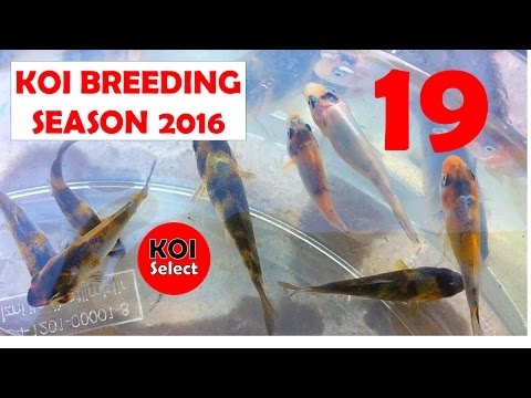 Koi Breeding Season 2016 ep 19 Feeding Fry