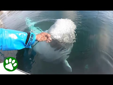 Beluga Whale Steals Camera And Returns It