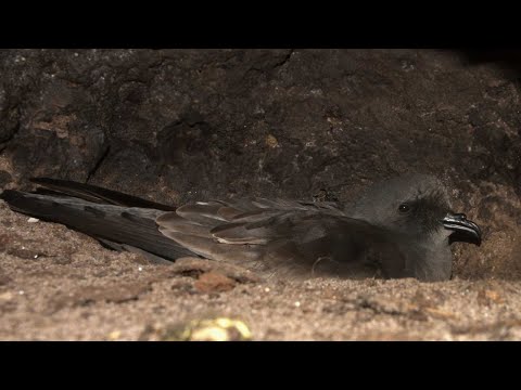 Búrnik Leachov (Hydrobates leucorhous) — identifikácia druhu Hydrobates