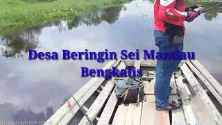preview picture of video 'Wild Fishing Trip 1/2 day.. Penuh sambaran Toman Remaja'