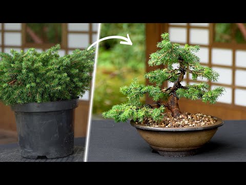 Spruce Bonsai