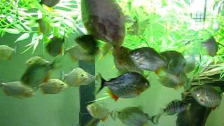 40 red belly piranhas eating chicken leg 72 gallon