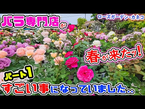 ゴールドフィンチを惹きつける植物はどれですか?よく行く環境を再現するための 5 つのアイデア  庭園