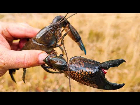Catching MASSIVE yabbies