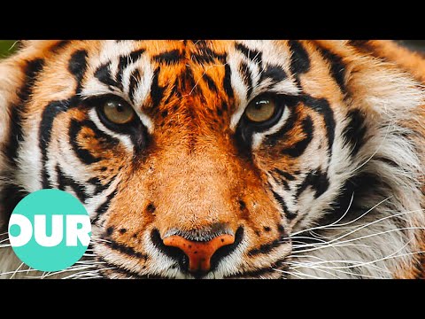 This Is The First Time A Sumatran Tiger Was Caught On Camera | Our World