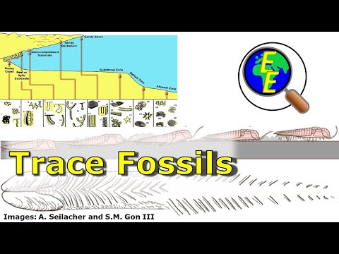 Trace Fossils, Ichnofacies, and Bioturbation