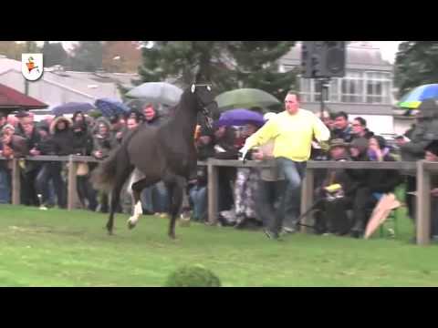 Livaldon Han (Vivaldi - Donnerhall - Eiger)