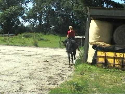 Fia Lou French Kiss  x Sandro Hit Stute