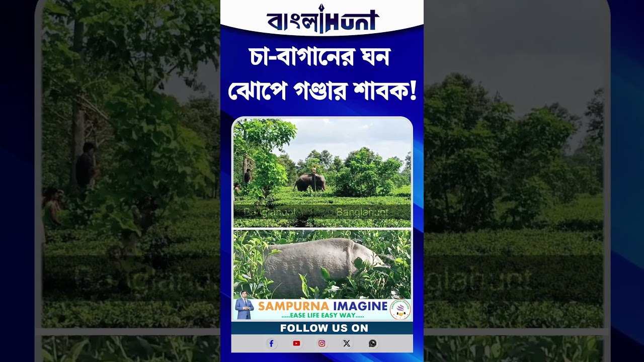 চা-বাগানের ঘন ঝোপে গণ্ডার শাবক! উদ্ধারে নামল কুনকি হাতি, আলিপুরদুয়ারে তীব্র চাঞ্চল্য