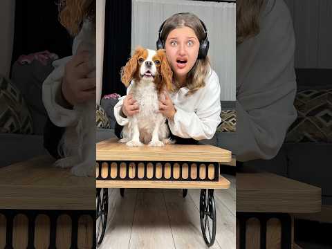 Köpek uyardı ama ben anlamamışım ! 🐶😱 #köpek #komedi #eğlence #shorts #dog #comedy #funny