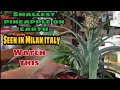 Smallest pineapple on Earth //Bornebol Vlogs
