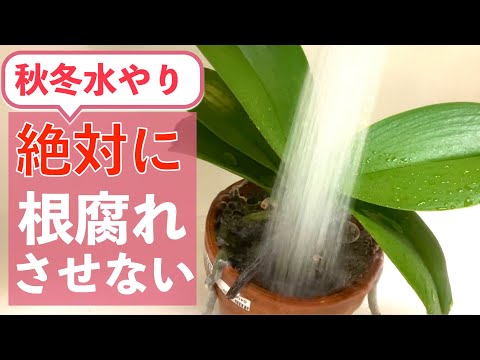 氷を使って蘭に水をやる方法 冬 屋内ポット 水道 蛇口 花 何か
