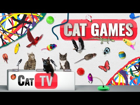 CAT Games | Ultimate Cat TV Compilation Vol 72 | 2 HOURS 🐝🐞🦋🦎🦜🐜🐭🧵