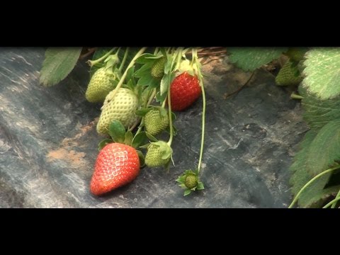, title : 'ΕΥΦΟΡΗ ΓΗ - ΕΚΠΟΜΠΗ Νο 27 Η καλλιέργεια φράουλας στην Πελοπόννησο 7 6 2016'