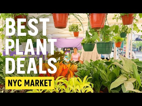 Plant Shopping NYC: Best Deals at Union Square Farmers Market
