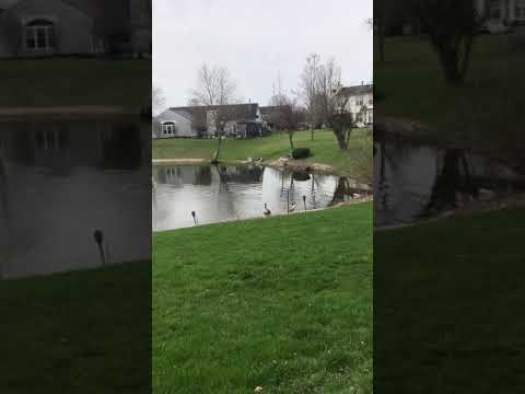 Goose Attack