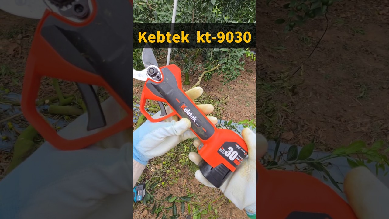 みかんには、この電動剪定ばさみが丁度いいです #みかん専門 #kebtek