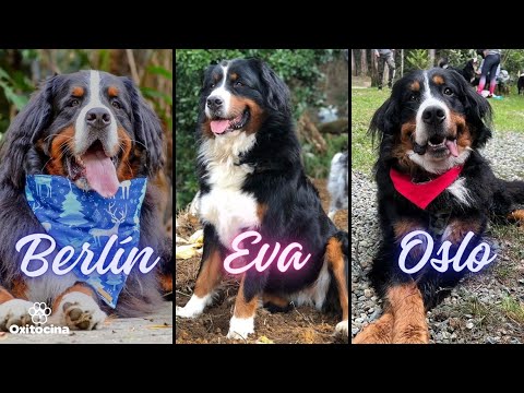 THIS IS WHAT DAY-TO-DAY LIFE IS LIKE WITH A BERNESE MOUNTAIN HORSE | FULL EPISODE
