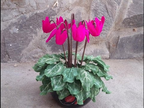 ABC TV | How To Make Cyclamen Plant With Crepe Paper - Craft Tutorial