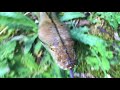 Reticulated Python Slithering Through The Grass