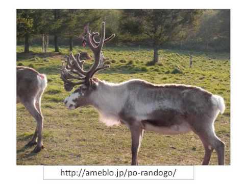 トナカイはポーランド語・アイヌ語・ニヴヒ語・インドヨーロッパ祖語・フィンランド語イヌクティトゥット語レッスン207