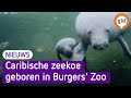 De bevalling van de zeekoe liep soepel.