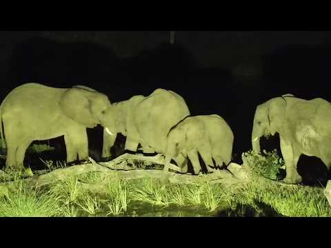Djuma: Small Elephant herd with wee one - 19:59 - 02/29/20