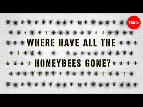 The case of the vanishing honeybees - Emma Bryce