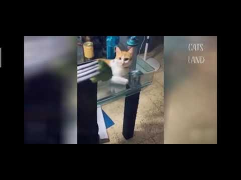 Cat acting like humans 😂😂😂😂