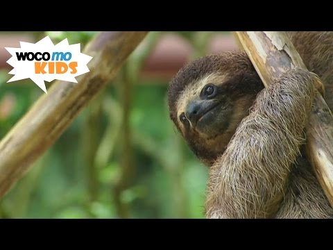 Leben wie die Faultiere | GEOlino-Reportage - Folge 33/50